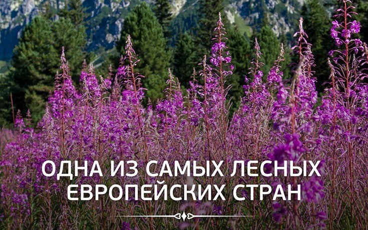 Одна из самых лесных европейских страх